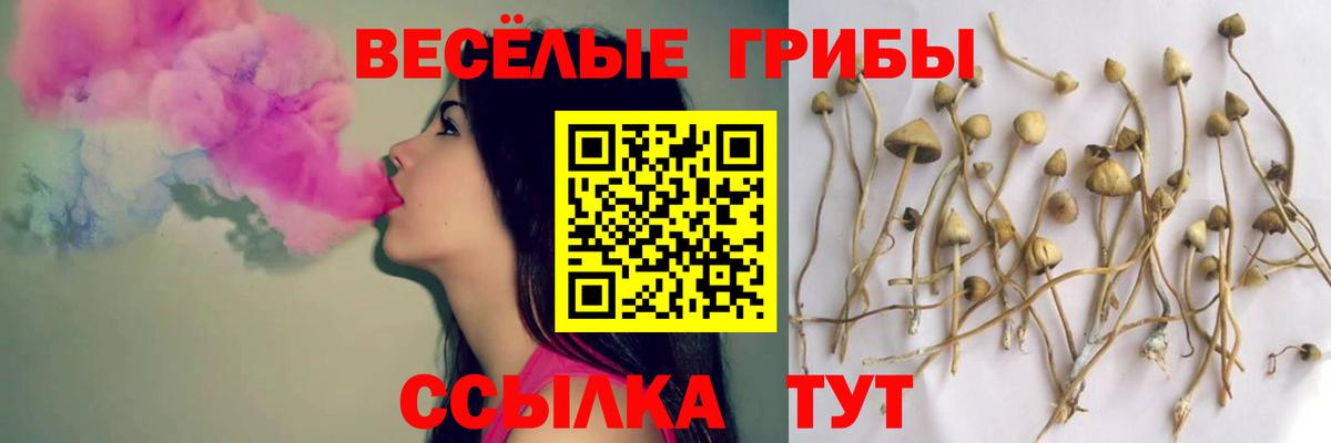 как найти закладки  Галлюциногенные грибы Psilocybine cubensis  Вход с VPN  Губаха 